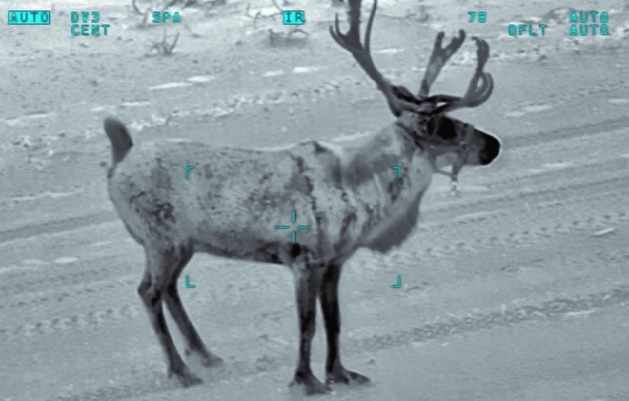 NPAS Barton crew helps in festive reindeer rescue