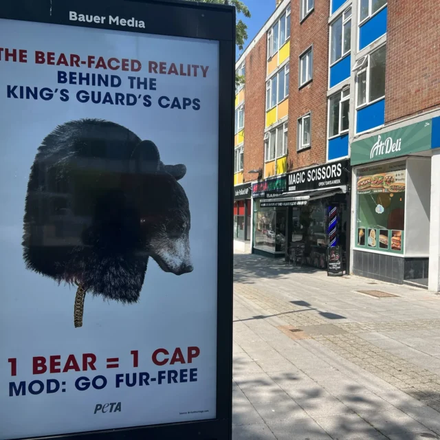 PETA Luke Pollard Plymouth billboard