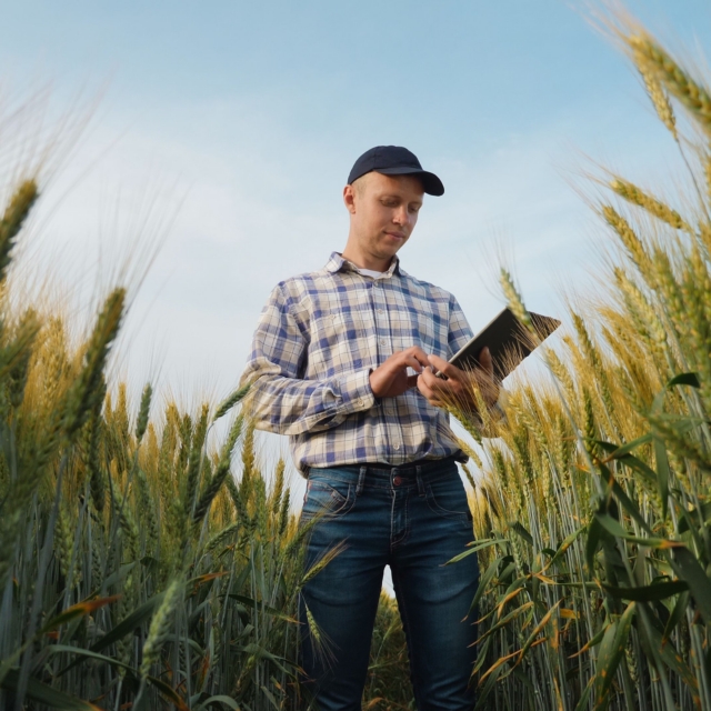 Young farmer works with a digital tablet in a wheat field, smart farm and quality control