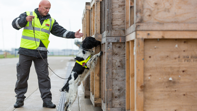 Sniffer dog