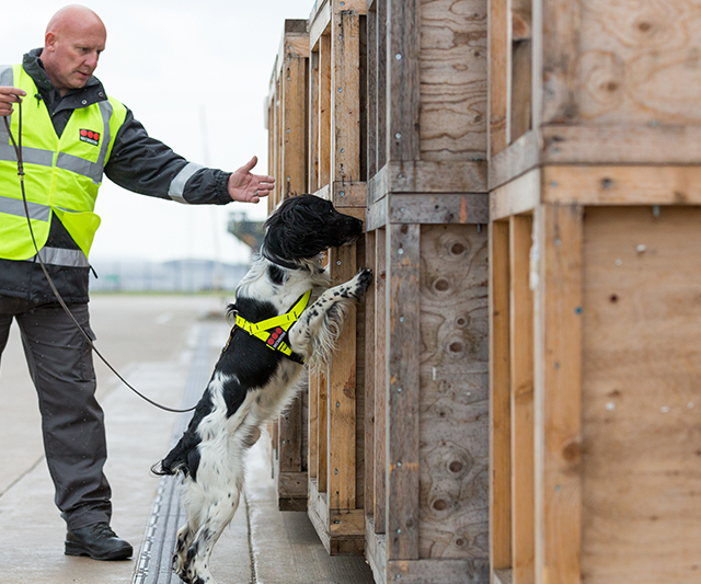 Sniffer dog