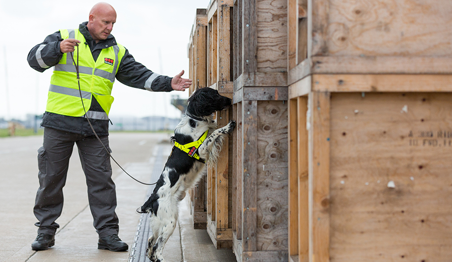 Sniffer dog