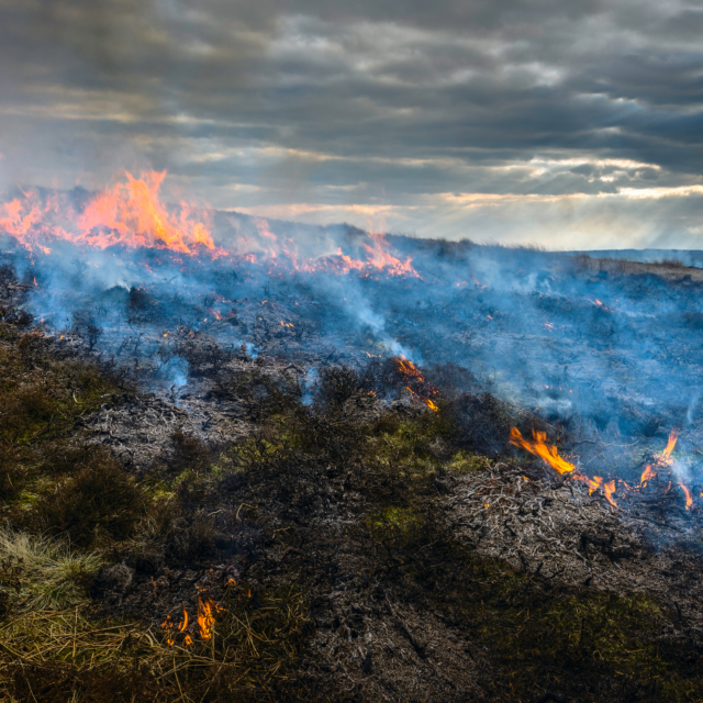 UK wildfire