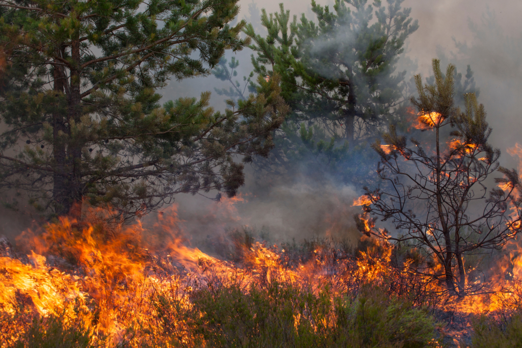 UK wildfire