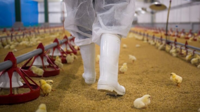 Poultry facility