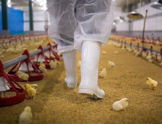 Poultry facility