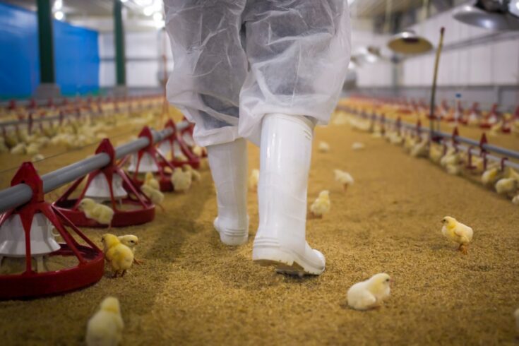 Poultry facility